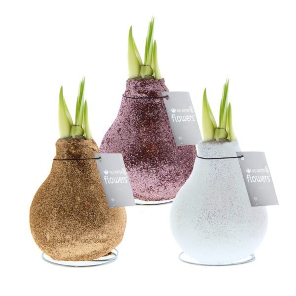The Champagne Toast Waxed Amaryllis Bulb Trio features three glittery bulbs—gold, purple, and white—with green sprouts on metal stands. Each bulb has a "no water flowers" tag attached.