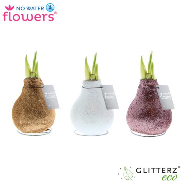 The Champagne Toast Waxed Amaryllis Bulb Trio features three bulbs in gold, white, and pink glitter with green shoots, each on a metal ring stand. "No Water Flowers" and "Glitterz eco" logos are visible.