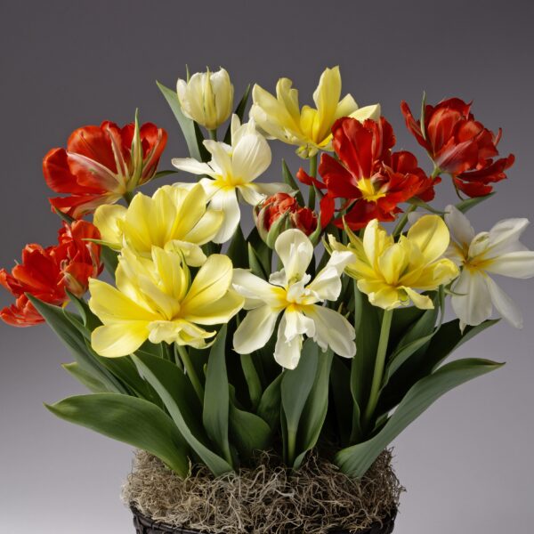 The Double Valley Tulip Mix showcases red, yellow, and white tulips blooming among green leaves and moss in a decorative pot, set against a plain gray background.