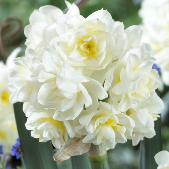 Erlicheer Paperwhites - Bare Bulb 10 Pack
