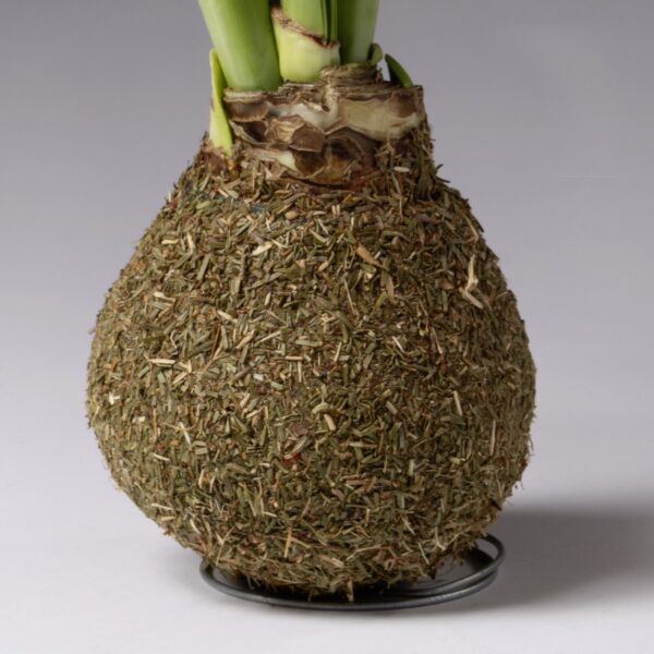 A Fragrant Balsam Covered Amaryllis Bulb, topped with green shoots and wrapped in dried grass or moss, rests on a black circular stand against a plain gray background.