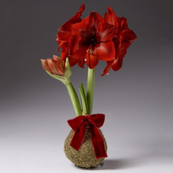 A Fragrant Balsam Covered Amaryllis Bulb with green stems is arranged in a moss-covered round vase, adorned with a red velvet bow and set against a plain gray background.