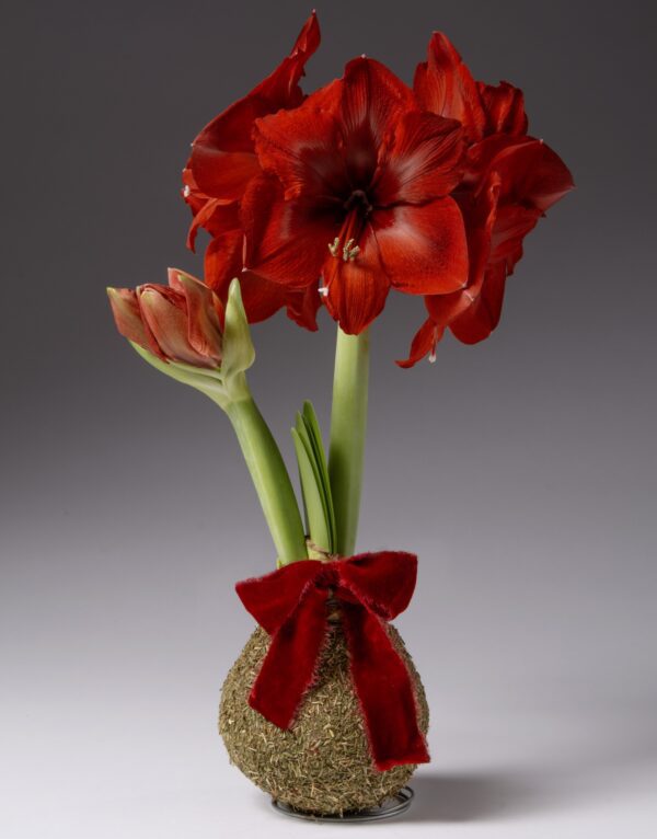 Fragrant Balsam Covered Amaryllis Bulb - Image 2