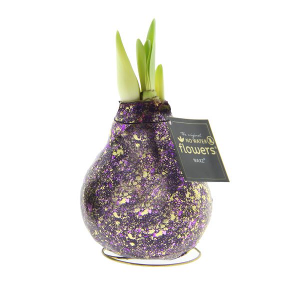 The Galaxy Glitter Flake Waxed Amaryllis Bulb Trio features bulbs in purple and gold glitter with green shoots, set on a metal stand and tagged “No Water Flowers.”.