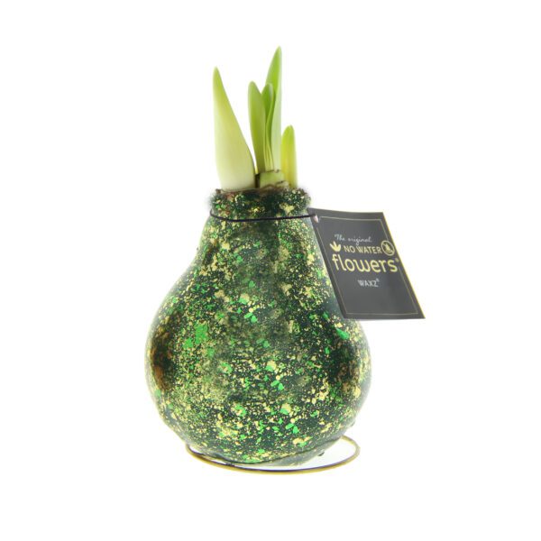A Galaxy Glitter Flake Waxed Amaryllis Bulb Trio, each bulb coated in green and gold glitter with green shoots and a tag reading "The original No Water flowers WAXZ," is displayed against a white background.