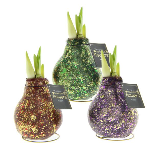 The Galaxy Glitter Flake Waxed Amaryllis Bulb Trio features three glass bulb vases—red, green, and purple—with gold foil and green flower shoots. Each vase has a tag that reads "The magical waxed flowers.