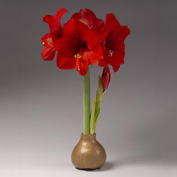 A metallic gold waxed amaryllis bulb will produce at least two stalks of red blooms.