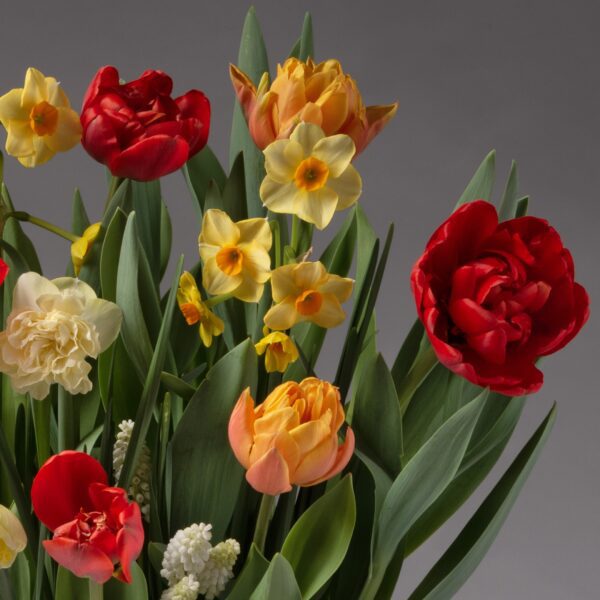 The Hot Tamale Mixed Bulb Garden features a vibrant bouquet of red and orange tulips, yellow daffodils, white hyacinths, and lush green leaves set against a plain gray background.