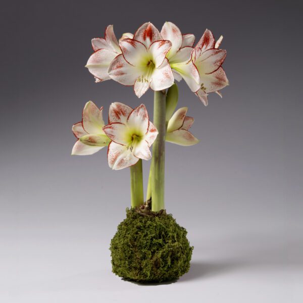 Moss Covered Picasso Amaryllis Bulb: White amaryllis flowers with red edges bloom on tall green stems above a moss-covered bulb, set against a plain gray background.