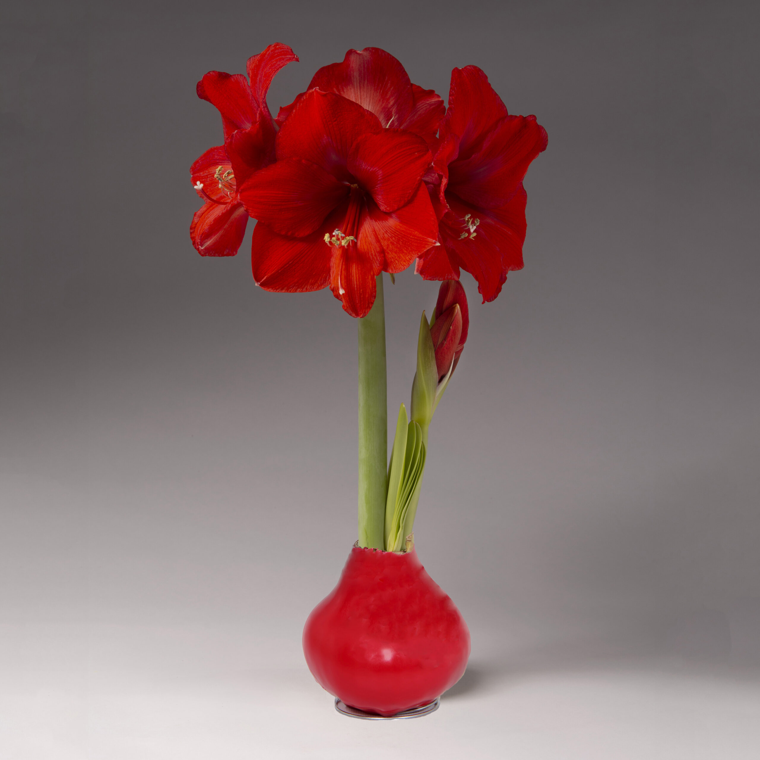 bright red wax envelops an amaryllis bulb producing two stalks of vibrant red blooms.