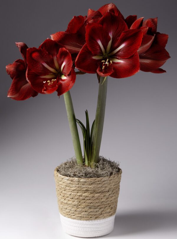 Seagrass & Rope Basket - Image 3