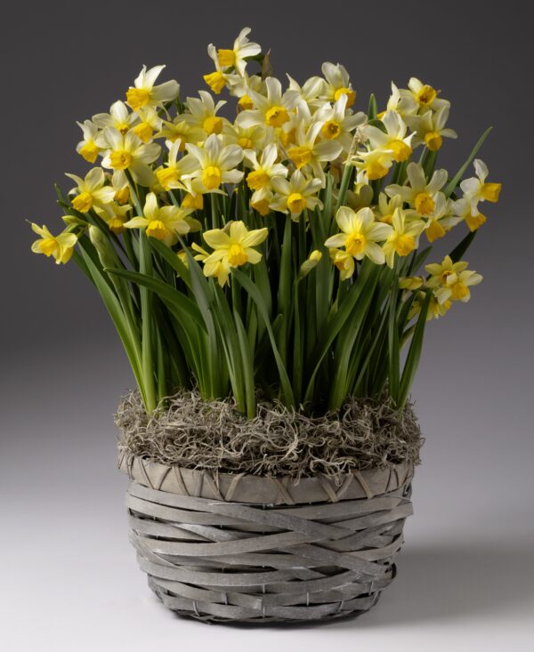 The Spring Sunshine Potted Daffodils feature yellow and white blooms with long green leaves, arranged in a woven basket against a neutral gray background.
