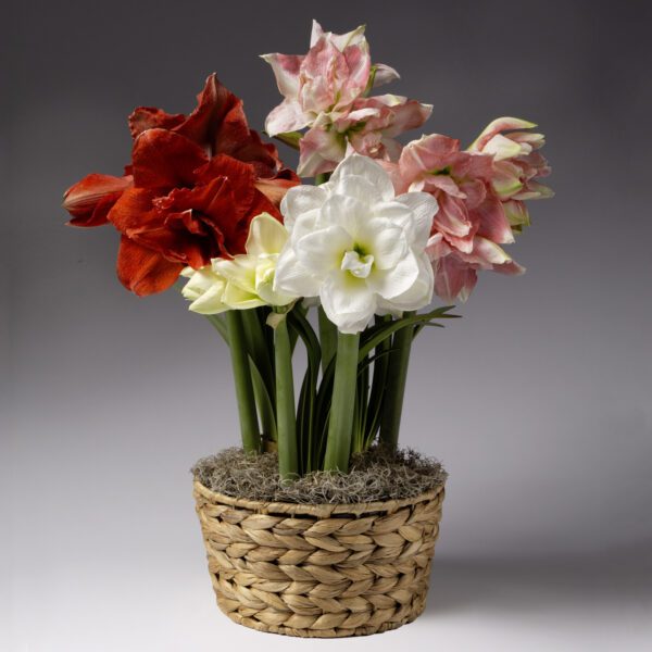 The Sugar Plum Potted Amaryllis Trio from Bulb & Blossom features red, white, and pink double blooming amaryllis bulbs pre-potted in an 8" liner with a decorative woven basket.