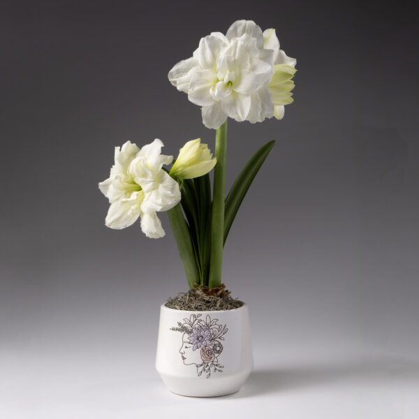 Bulb & Blossom's White Amaryllis in Flower Crown Pot features a pre-potted Alfresco amaryllis bulb in a nursery liner placed into a ceramic pot with a beautiful lavender and pink floral portrait graphic.