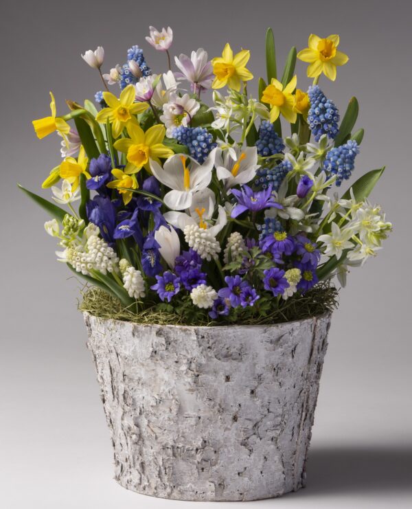 The Woodland Fairy Mixed Bulb Garden features a rustic white birch pot with yellow daffodils, white crocuses, blue grape hyacinths, and purple blooms, beautifully set against a neutral gray background.
