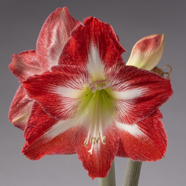 A close-up of a vibrant red and white amaryllis in bloom, grown from the Wooly Sweaters Waxed Amaryllis Bulb Trio, featuring one large open blossom and several buds against a plain gray background.