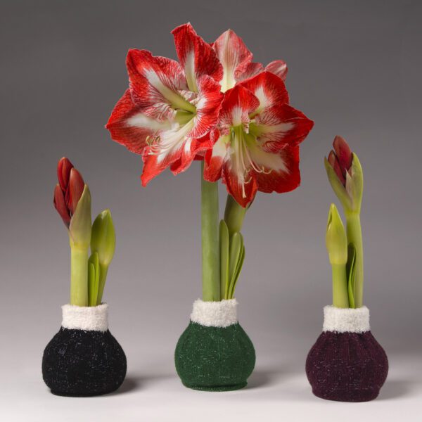 The Wooly Sweaters Waxed Amaryllis Bulb Trio features three bulbs in small round vases, each with fuzzy white rims and colored bases. The center amaryllis is in full red-and-white bloom, while the others display green stems and emerging buds.
