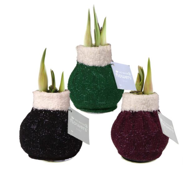 The Wooly Sweaters Waxed Amaryllis Bulb Trio features three bulb vases in black, green, and burgundy sweater-like covers with white trim, each sprouting amaryllis greenery and finished with “flowers” tags.