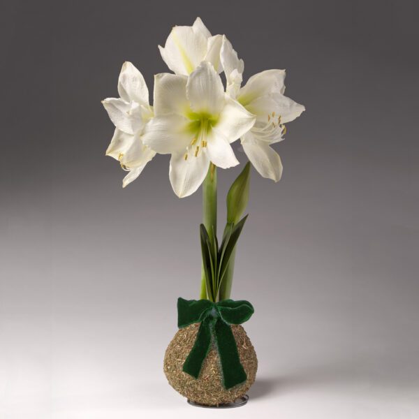 Bulb & Blossom's Balsam Covered Amaryllis bulb is coated in wax and fragrant dried balsam, needing no soil or water to produce large white blooms. Includes an embedded stand and a green velvet bow.